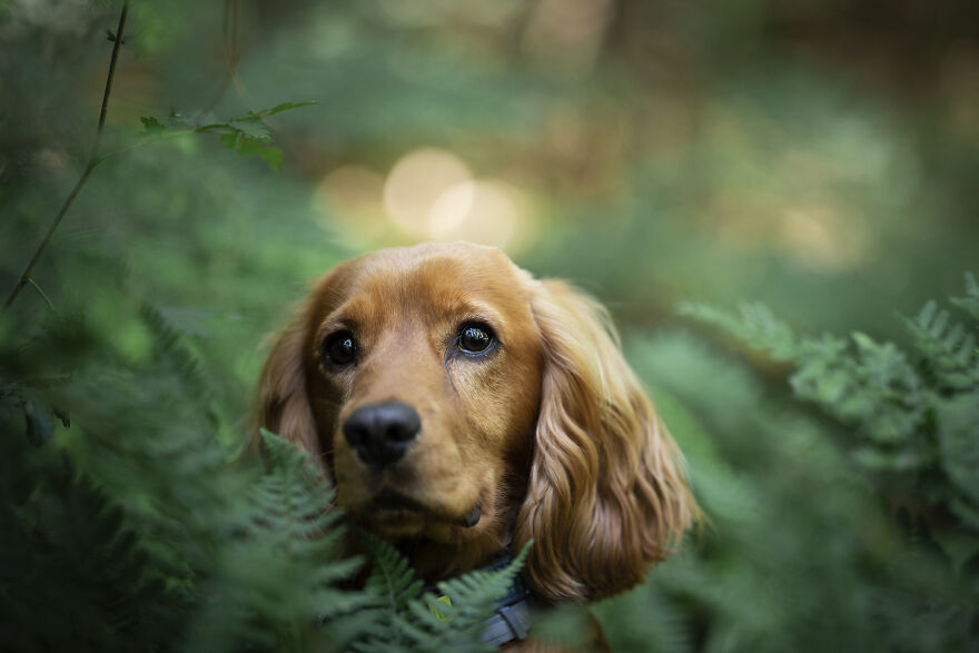 I Photograph All Kinds Of Dogs As A Living ( 11 Pics ) I Photograph All Kinds Of Dogs As A Living ( 11 Pics )