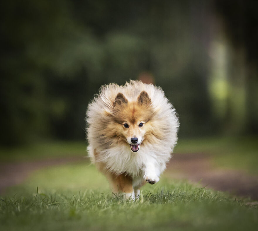 I Photograph All Kinds Of Dogs As A Living ( 11 Pics )