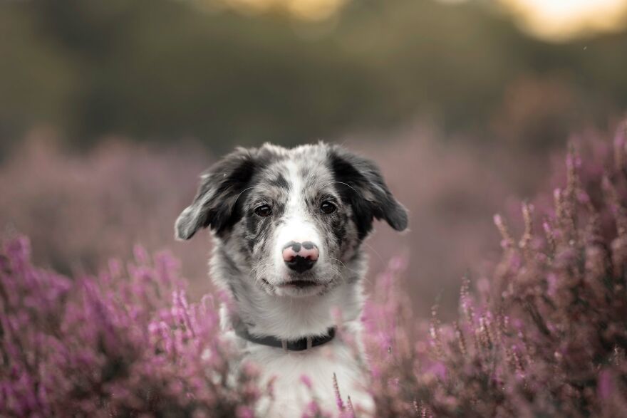 I Photograph All Kinds Of Dogs As A Living ( 11 Pics )