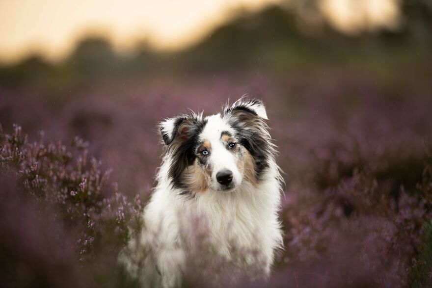 I Photograph All Kinds Of Dogs As A Living ( 11 Pics )