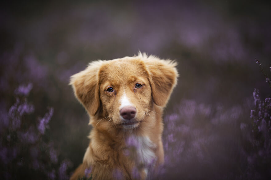 I Photograph All Kinds Of Dogs As A Living ( 11 Pics ) I Photograph All Kinds Of Dogs As A Living ( 11 Pics )