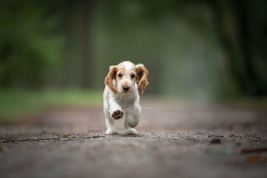 I Photograph All Kinds Of Dogs As A Living ( 11 Pics )