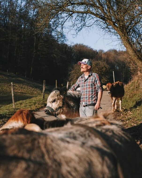 Meet-Joar-Berge-the-farmer-who-proves-cows-are-sensitive-intelligent-and-sociable-animals-613715a2a5f1f__700-613816711c90f.jpg