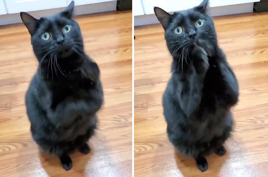 Este gato se hizo viral porque aprendió a pedir de una forma que derrite el corazón de la gente