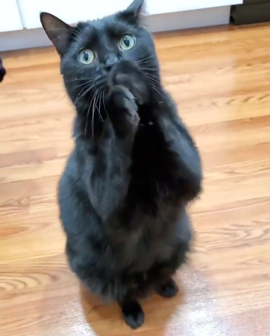 This Cat Went Viral Because He Learned To Beg In A Way That Melts People's  Hearts | Bored Panda