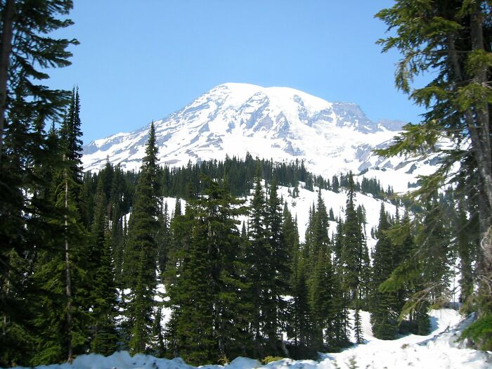 Mt Rainier, Wa Taken From The Road Leading To Paradise Lodge