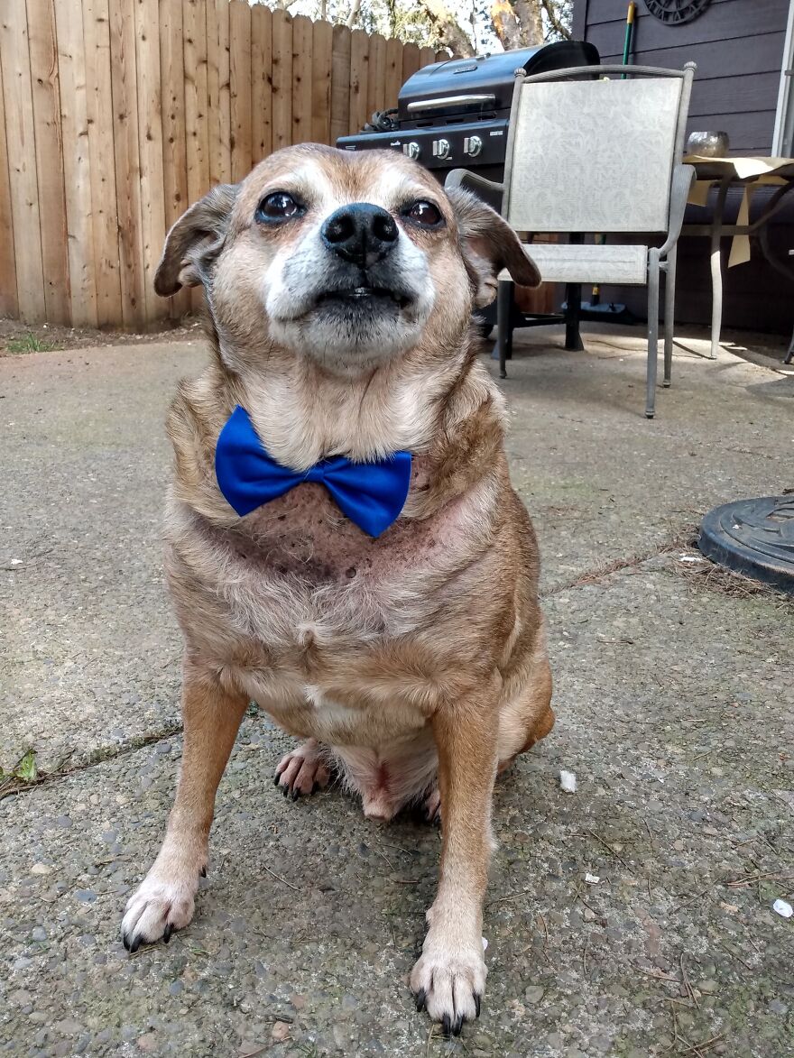 My Senior Dog With Attitude-Buster Boi My Senior Dog With Attitude-Buster Boi