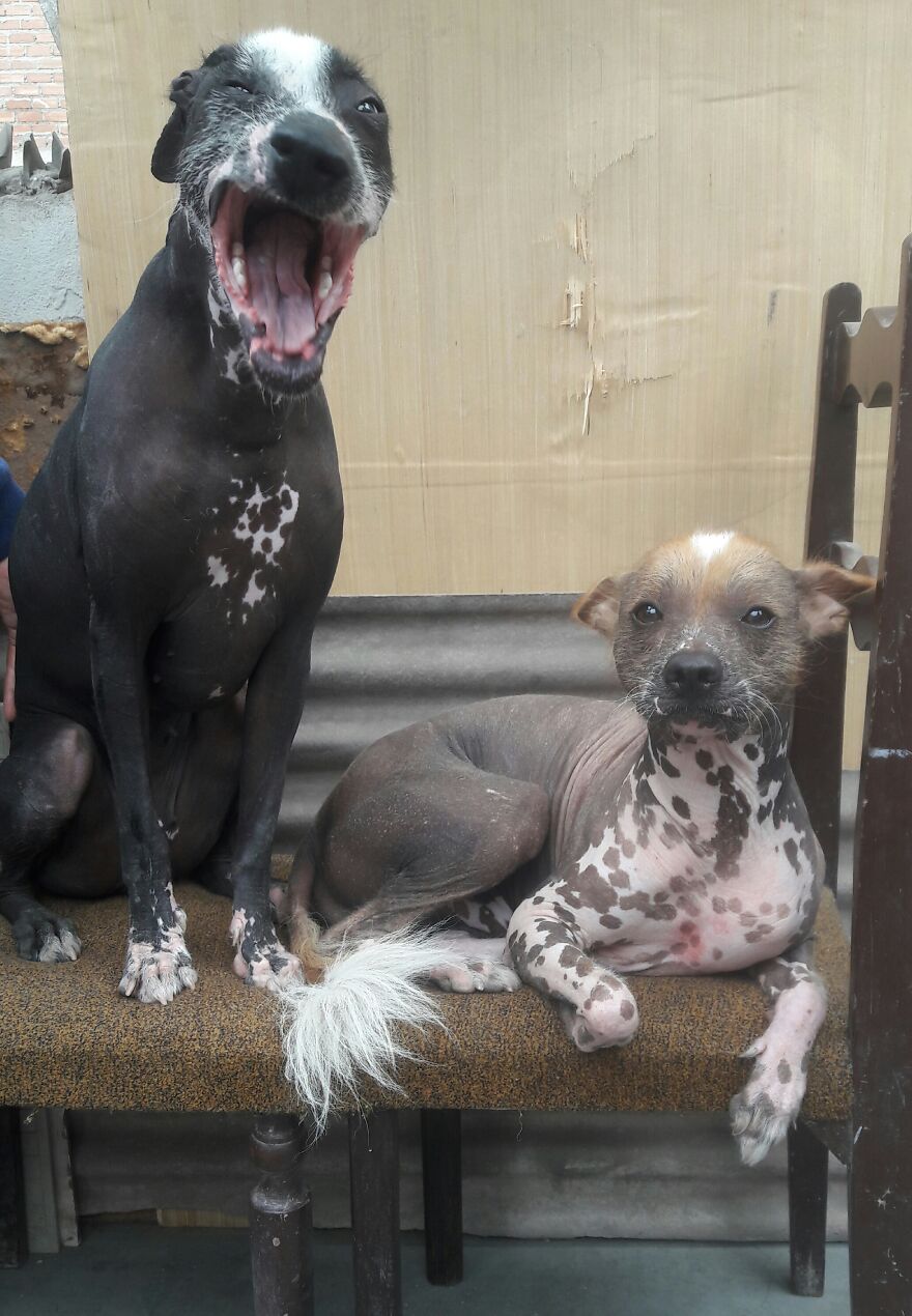 My Dog's Most Cutest Pictures ;)