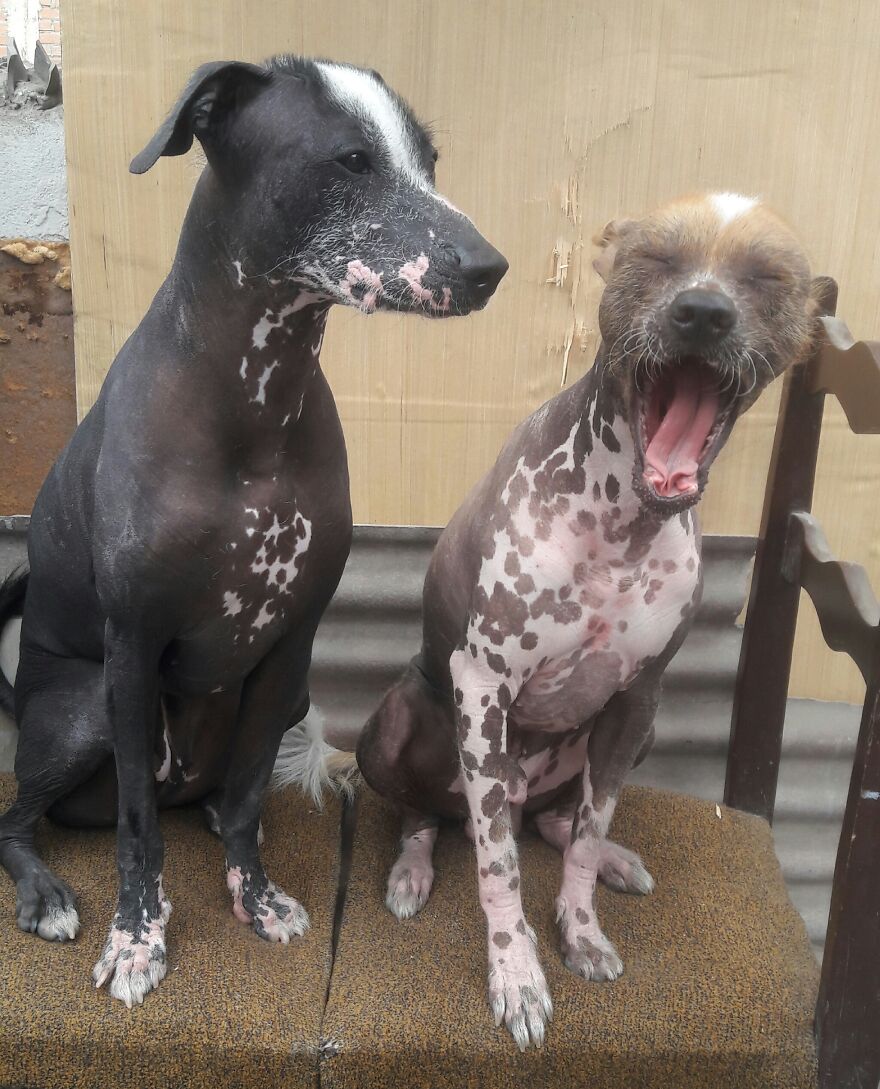 My Dog's Most Cutest Pictures ;)