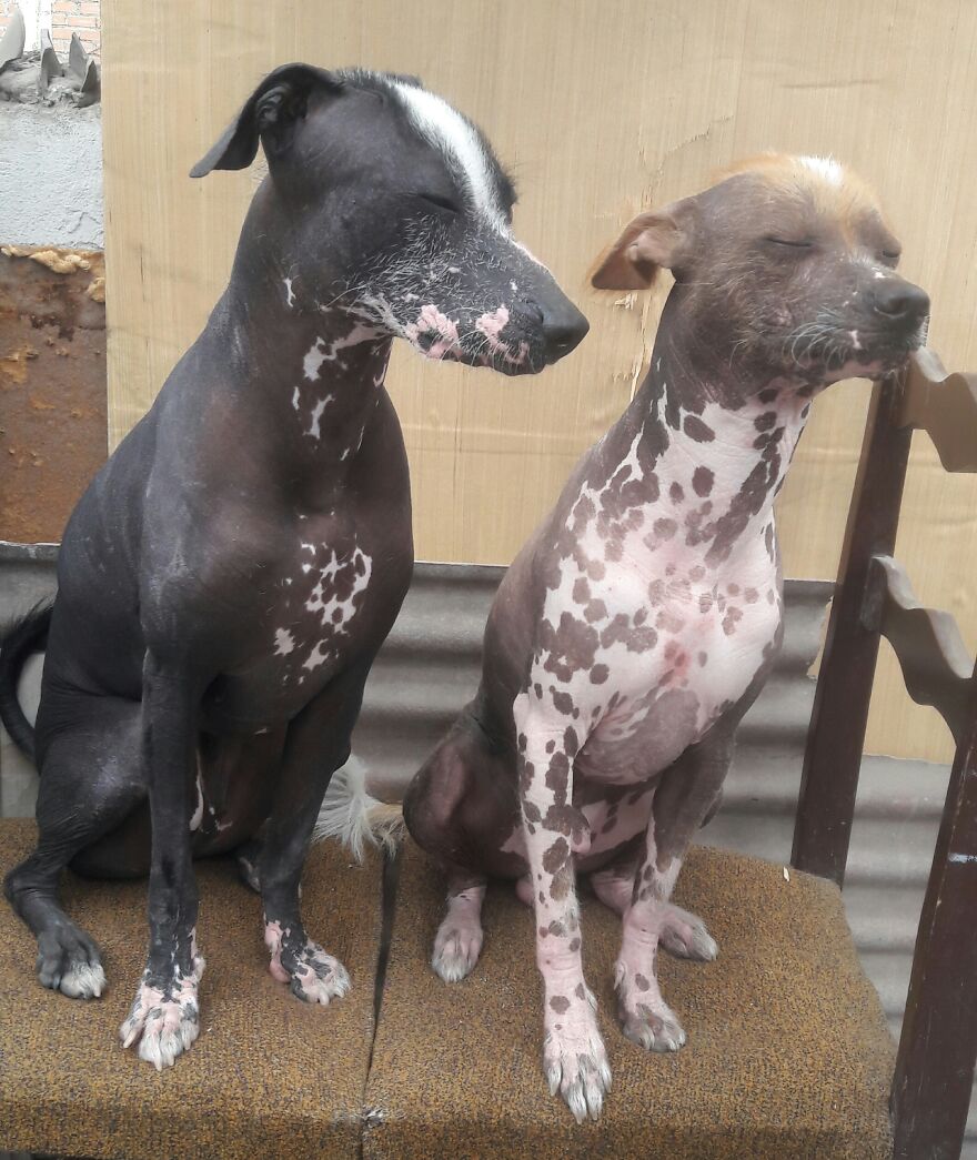 My Dog's Most Cutest Pictures ;)