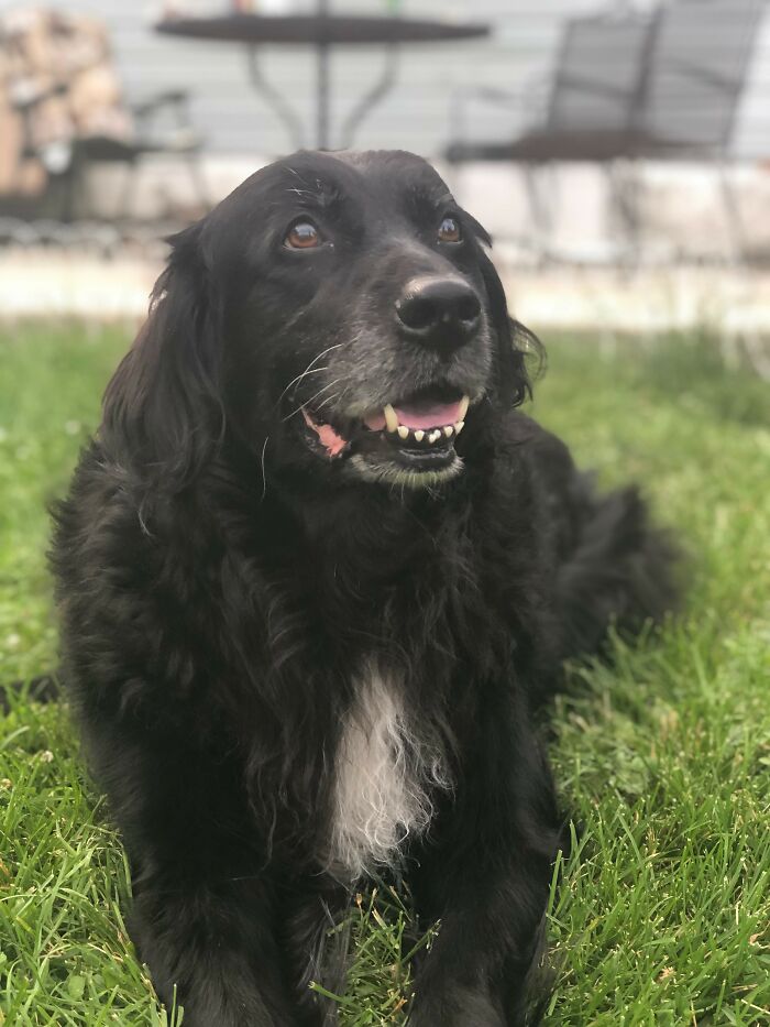 Niah Our 13 Yr Old Newfie Mix. She Crossed The Rainbow Bridge In April Best Dog Ever