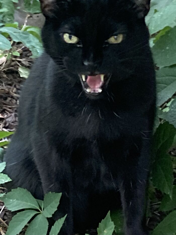 He Thinks He's A Panther