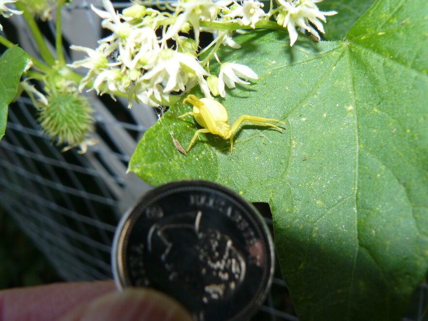 Yellow Crab Spider. I Usually Find White Ones, And They're Normally A Lot Smaller.