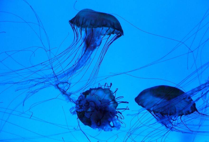 Jellyfish, New England Aquarium.