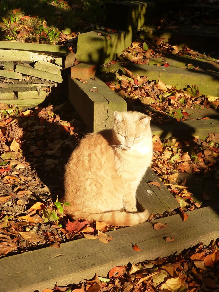 My Cat In Autumn