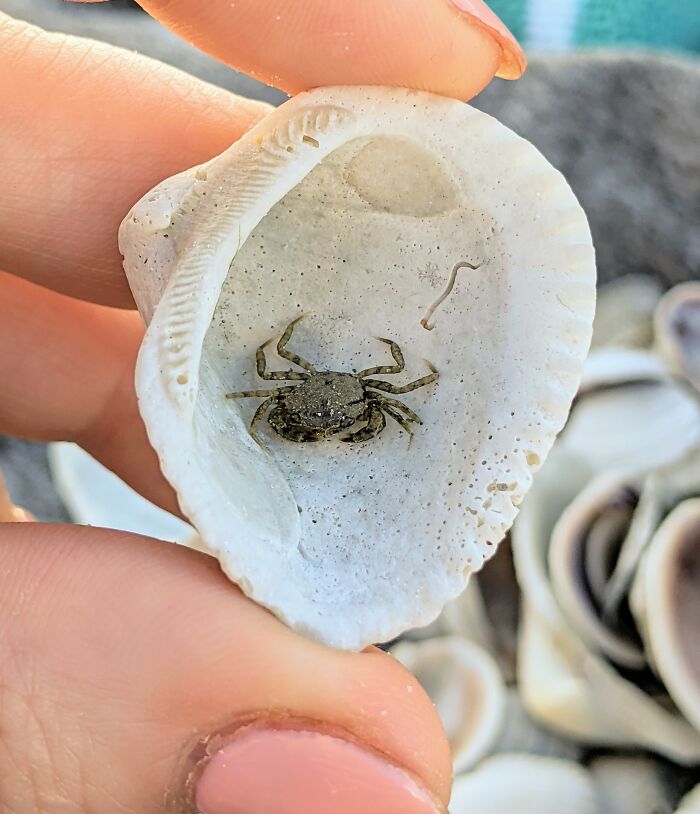 The Tiniest Crab, Found In A Seashell On Sanibel Island.