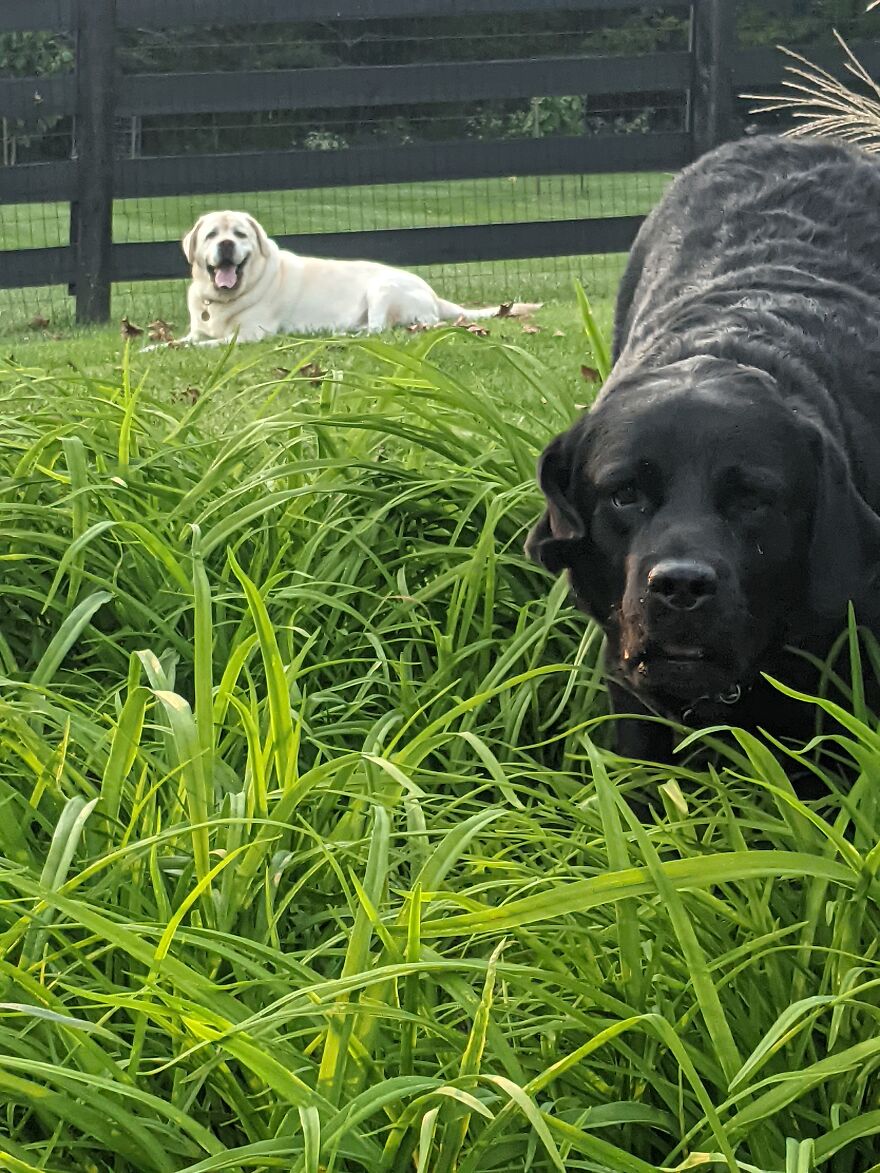 They R Dogs. Look At Them! Do It!!