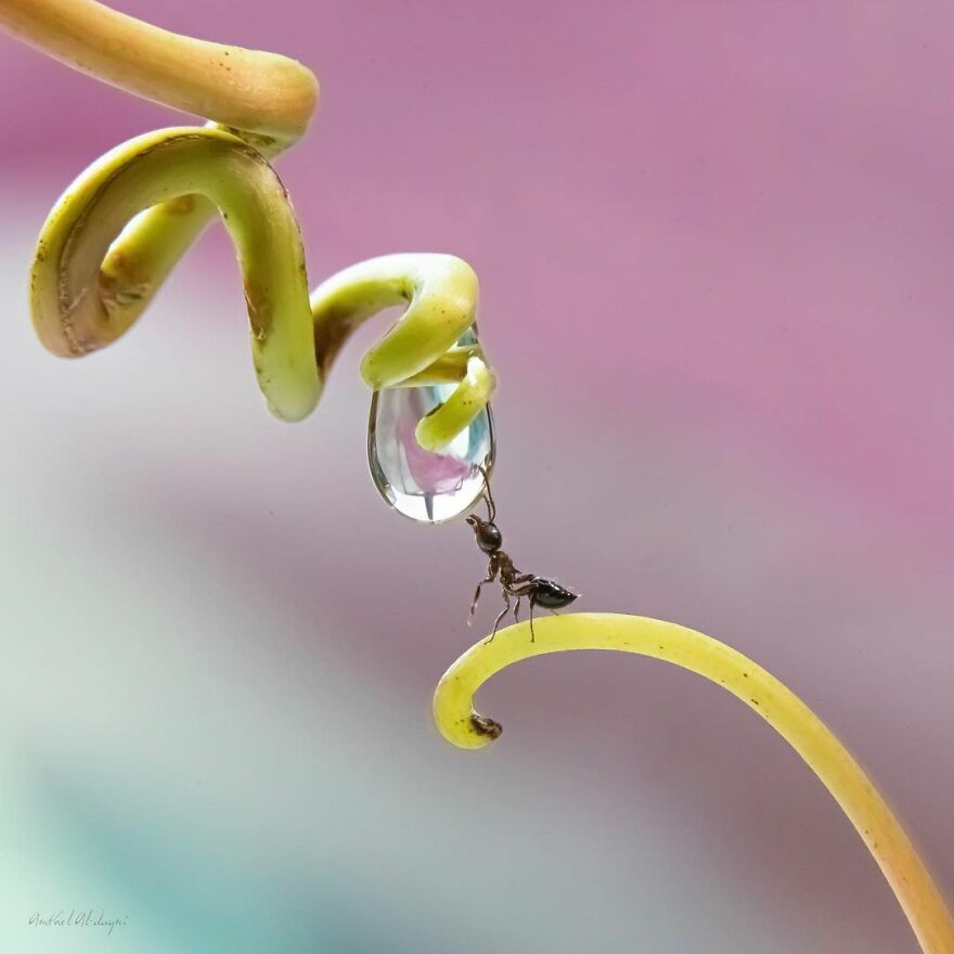 Photographer Makes Amazing Images Using Water Drops