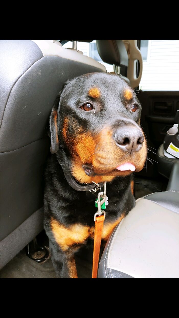 Stoned Rottie