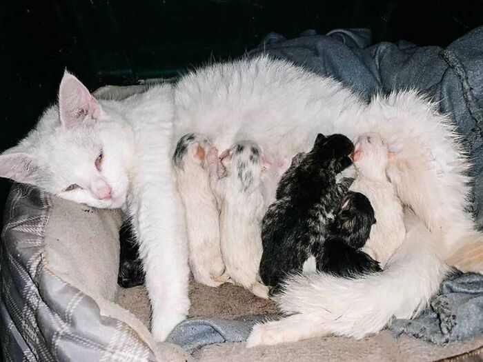 Pregnant Woman And Cat Give Birth At The Same Time After She Found The Pregnant Cat And Fostered Her