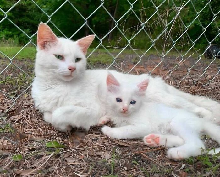 Pregnant Woman And Cat Give Birth At The Same Time After She Found The Pregnant Cat And Fostered Her