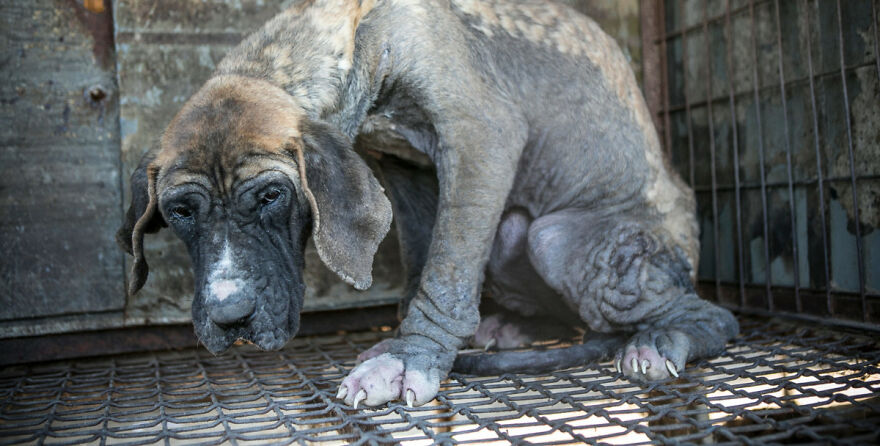 Dogs Experience Care And Love For The First Time After Being Saved From A Meat Farm Dogs Experience Care And Love For The First Time After Being Saved From A Meat Farm