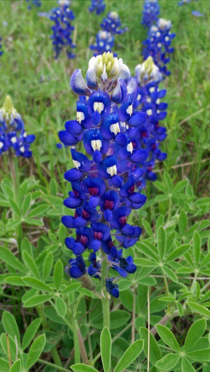 Beautiful Bluebonnets Down The Road From My House During The Spring