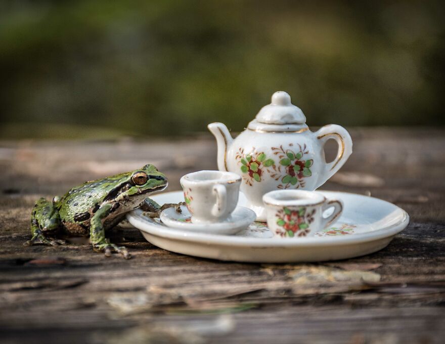 Sipping Tea With My Animal Friends - Part 2