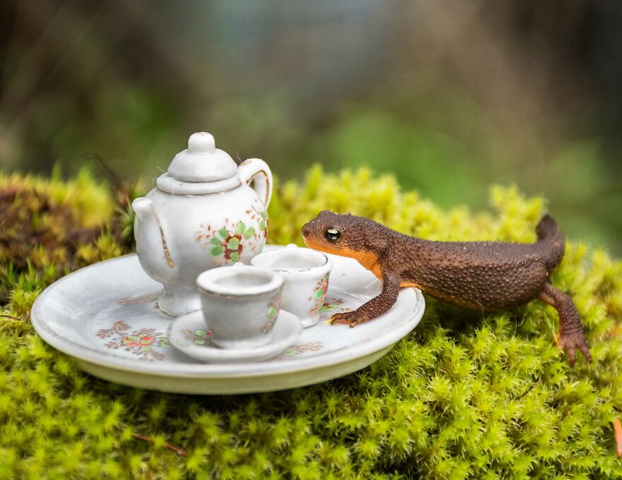 Sipping Tea With My Animal Friends - Part 2