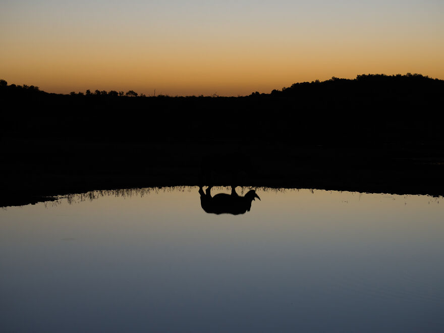 Rhino Reflecting, Madikwe, South Africa