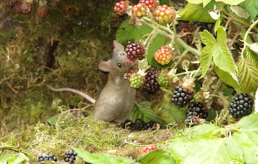 The Mouse By The Brambles Having A Little Nibble On A Black Berry