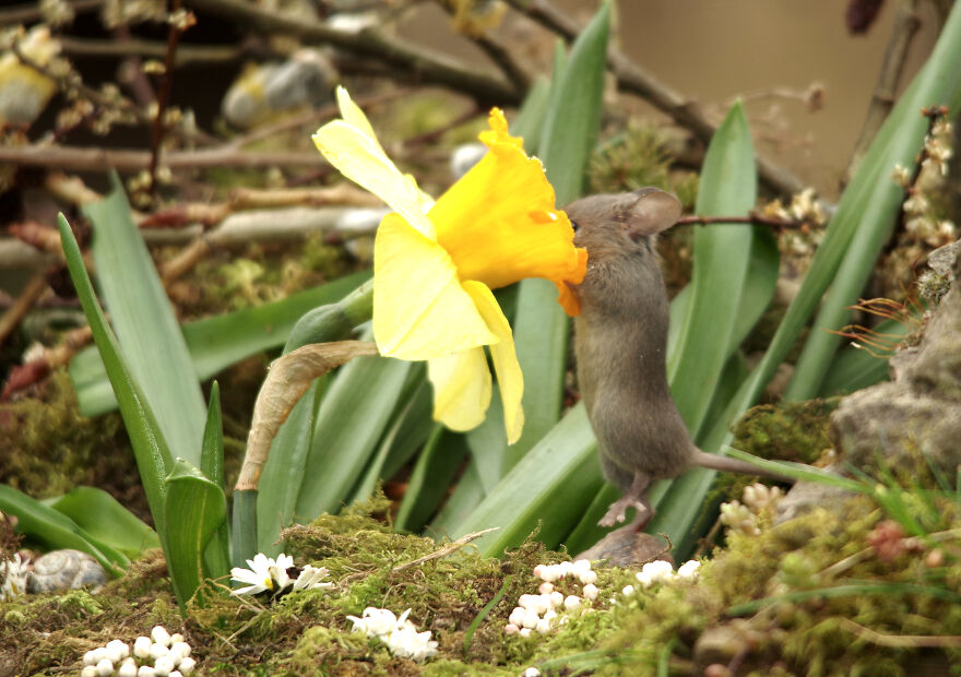 Lots Of Flowers Grow Around The Garden And The Mice, Being Very Curious, Often Stick Their Heads In Almost Anything Searching For A Snack