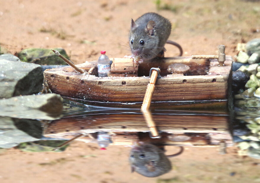 Little Mouse Is Thinking Of Doing A Spot Of Fishing On The Wildlife Pond
