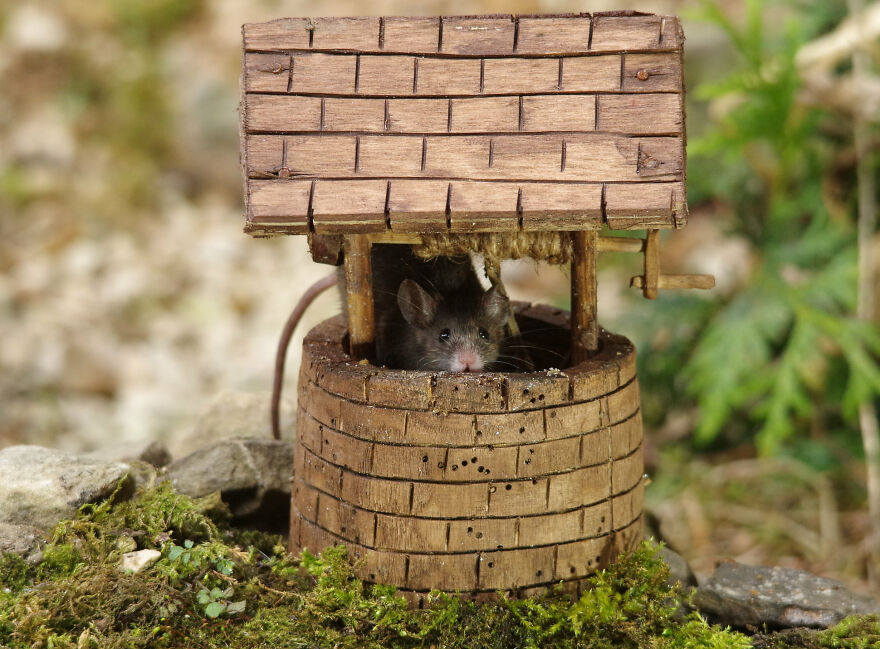 I A Little World In My Garden Mice To Live In, And They're Thriving (30 Pics) | Bored