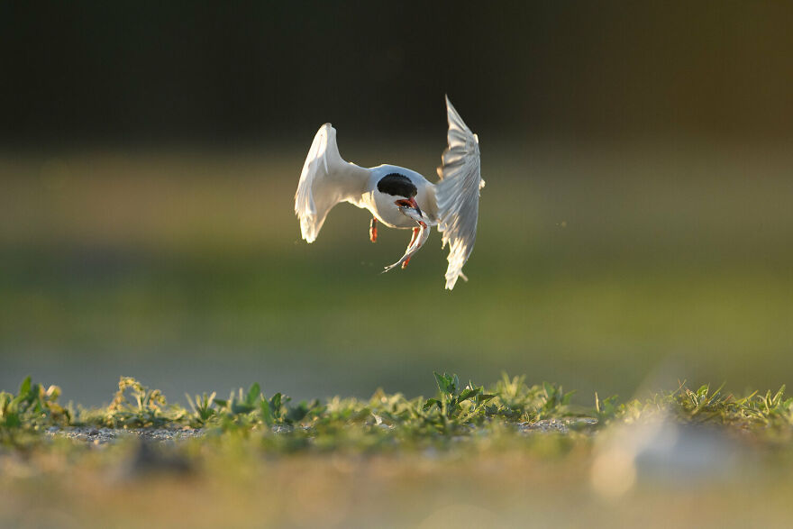 8 And Under: 'Sudden Turn Of The Tern' By Filip Niziolek (Silver)