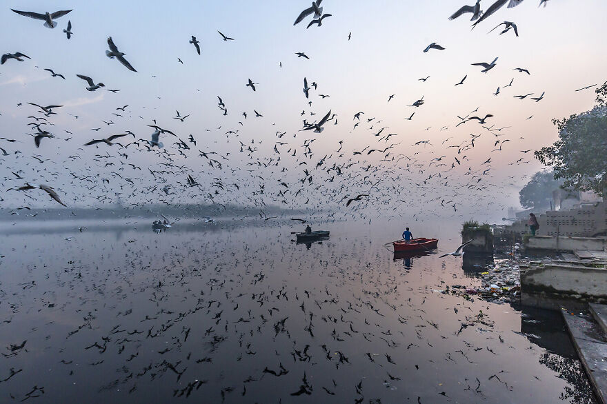 Highly Commended: Amit Vakil - Siberian Gulls Under Threat (Urban Birds)