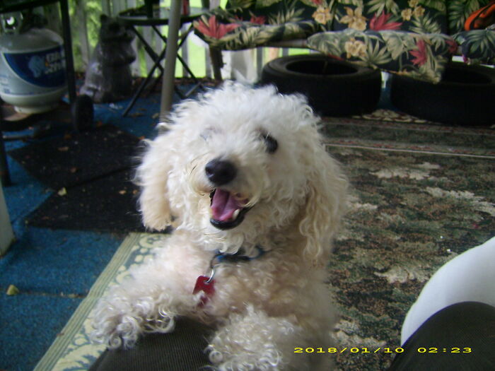 Tiffany Age 12 When She Was Dognapped. I Still Miss Her Badly