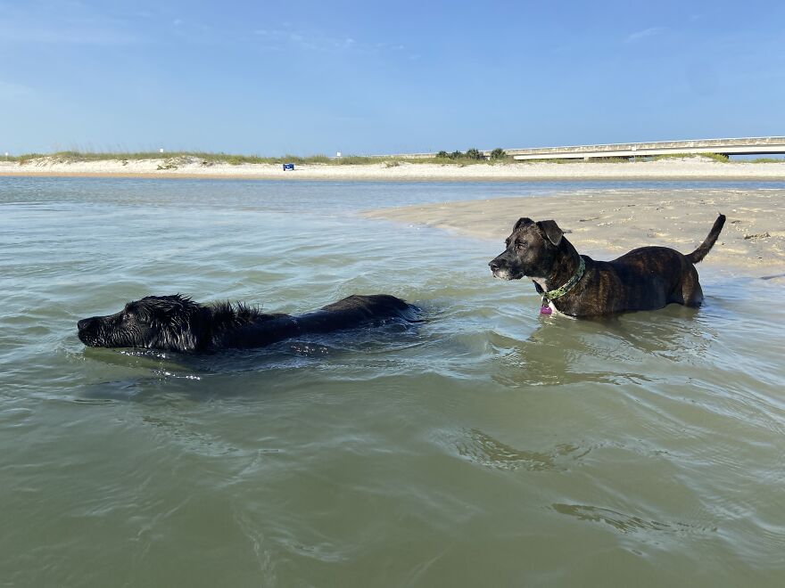 Garnet And Ginnie Enjoying The Water Together