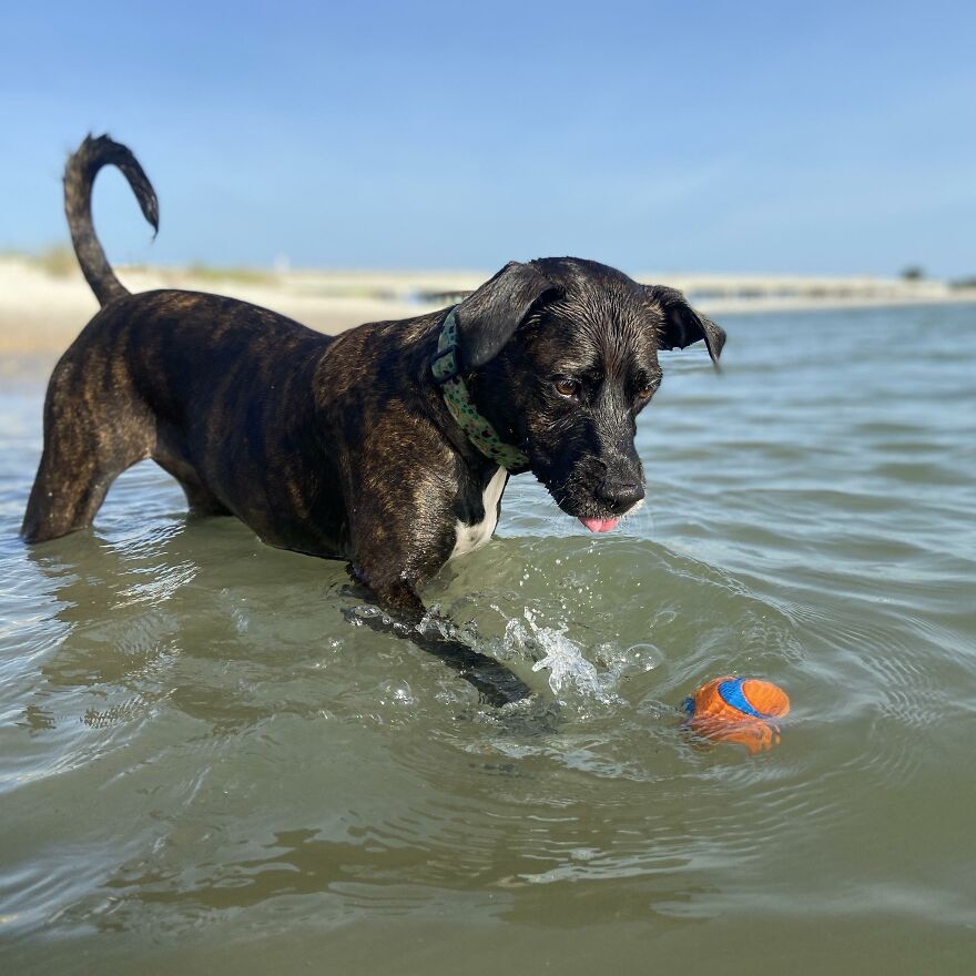 Ginnie Loved Playing Fetch At The Beach