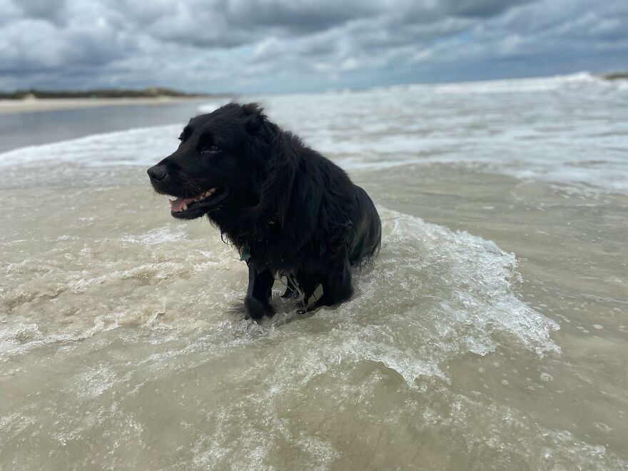 Garnet Enjoying The Tide