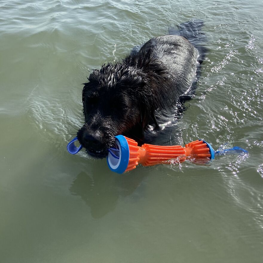 Garnet Fetching Her Water Toy
