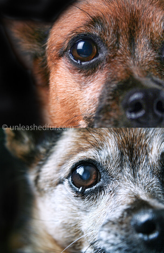 Younger/Older Pic Of My Dog Who I Had For Nearly 16 Years, He Lived To Almost 17