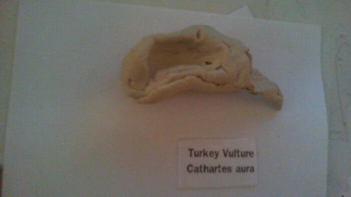 My Replica Vulture Skull