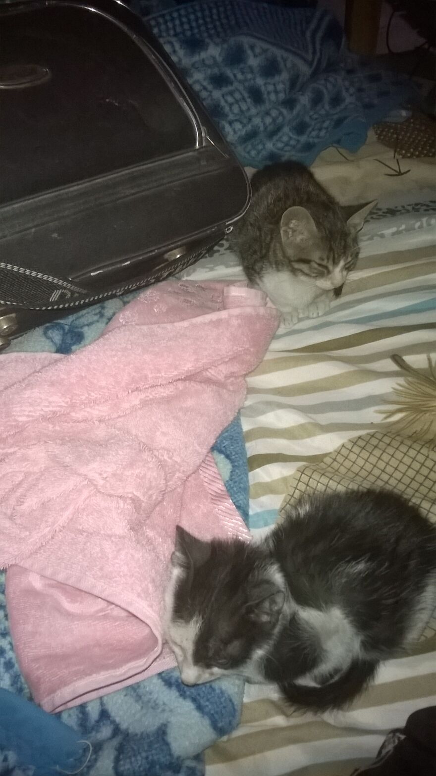 Street Cats On My Bed At A Cold Night In Egypt.