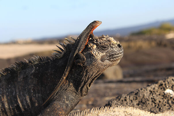 Wildlife-Marine-Iguana-and-Lava-Lizard-C2A9Stuart-Hill.jpg