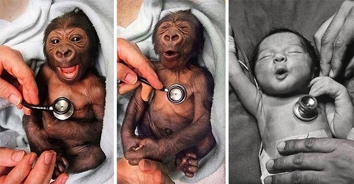 Un gorila recién nacido reacciona a un estetoscopio frío