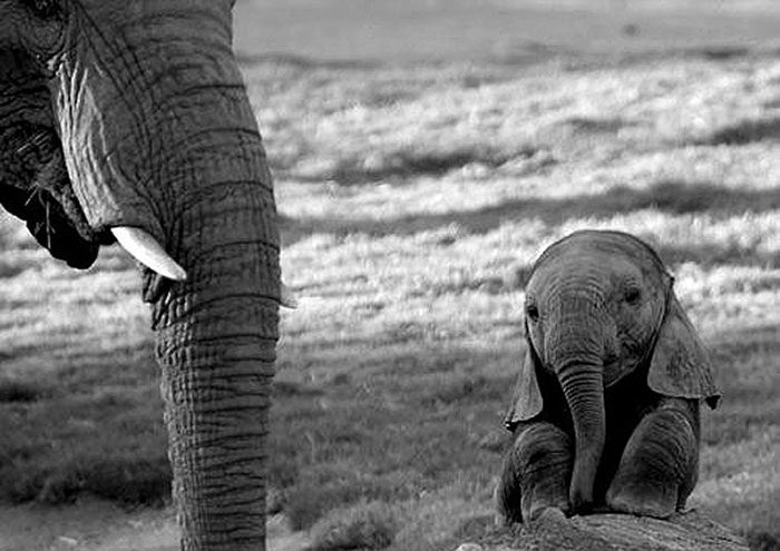 Adorable elefante bebé