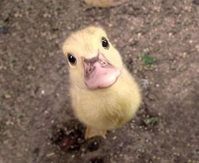 Cutest Duckling Ever