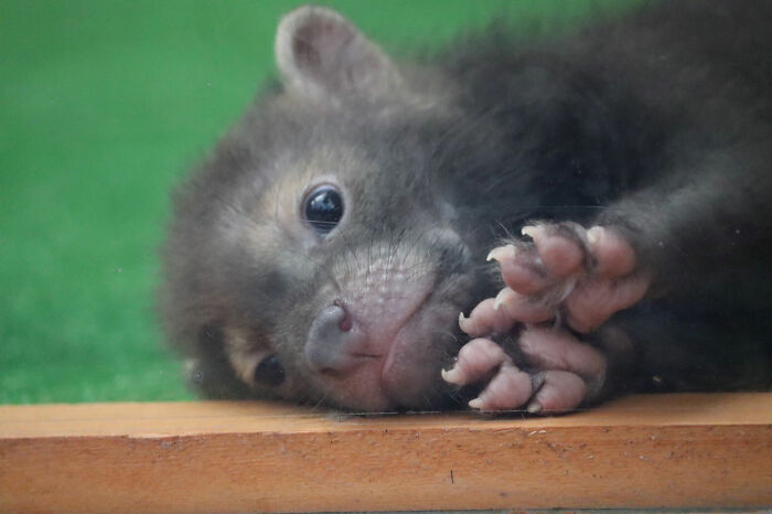 Bushdog Baby