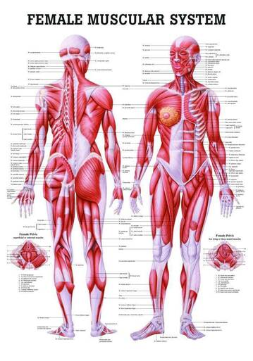 anatomy-614b3e2feae17.jpg